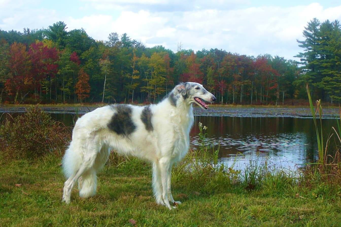 Russian Wolfhound