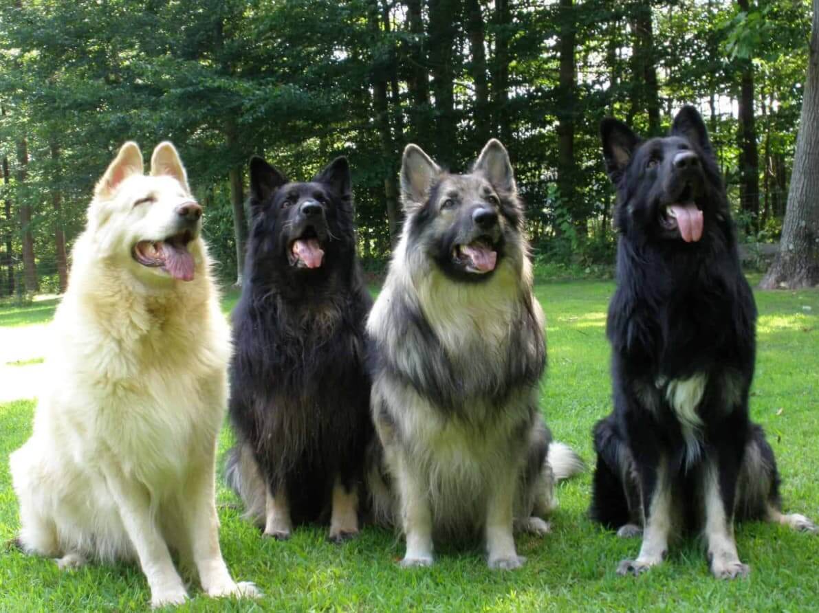 The Best Large Dog Breeds, Similar To German Shepherds