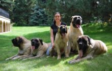 giant dog breed mass