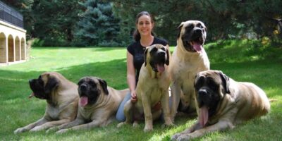 giant dog breed mass