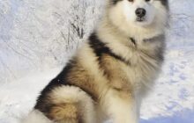 alaskan malamute