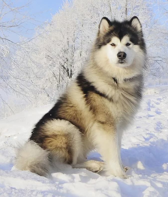 Alaskan Malamute: Breed Characteristics and Dog Care