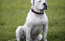 american bulldog