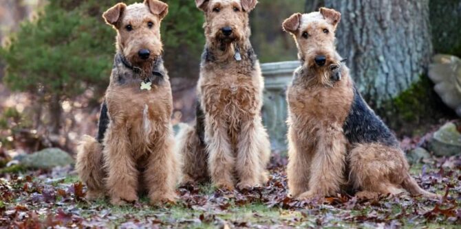 airedale terrier