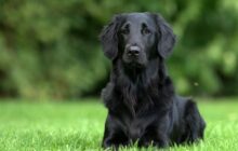 black retriever