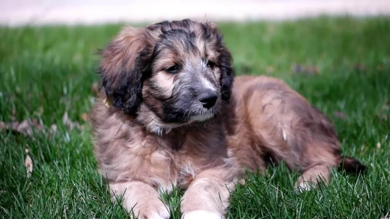 Bordoodle Care and Temperament