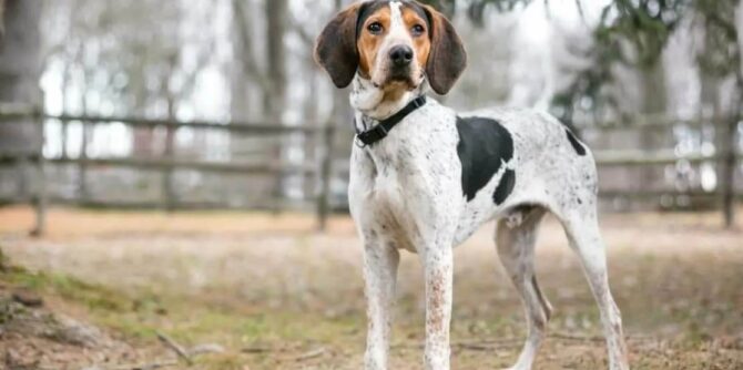 american english coonhound