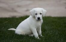 white labrador