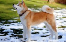 akita inu