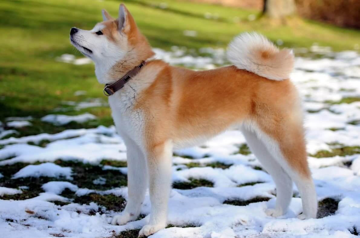 Akita Inu: Breed Characteristics