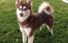 alaskian klee kai