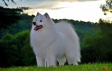 american eskimo