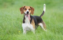 american foxhound