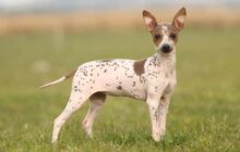 American Hairless Terrier