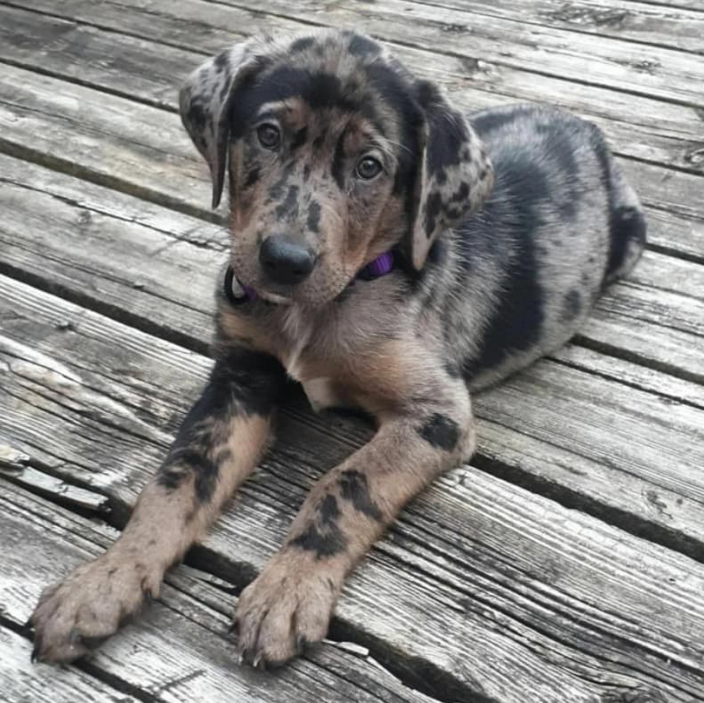 American Leopard Hound