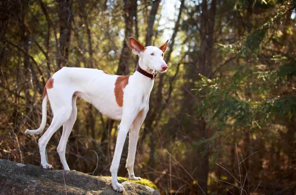 Hound (Podenco Ibicenco) Dog Care And Breed Characteristics